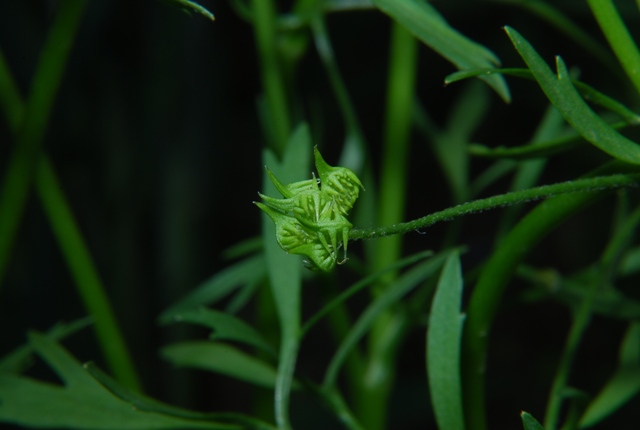 Ranunculus arvensis / Ranuncolo dei campi